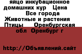 яйцо инкубационное домашних кур › Цена ­ 25 - Все города Животные и растения » Птицы   . Оренбургская обл.,Оренбург г.